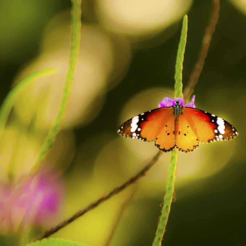 Nature photography titled 'Butterfly 1', 11x11 inches, by artist Vaibhav Kadam on