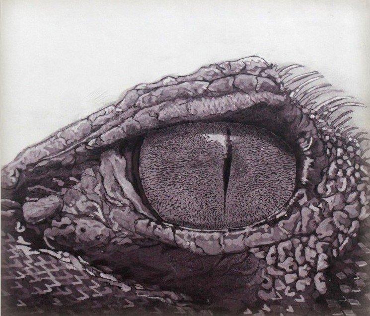 Animals etching drawing titled 'Focus', 24x20 inches, by artist Atul Bangal on Paper