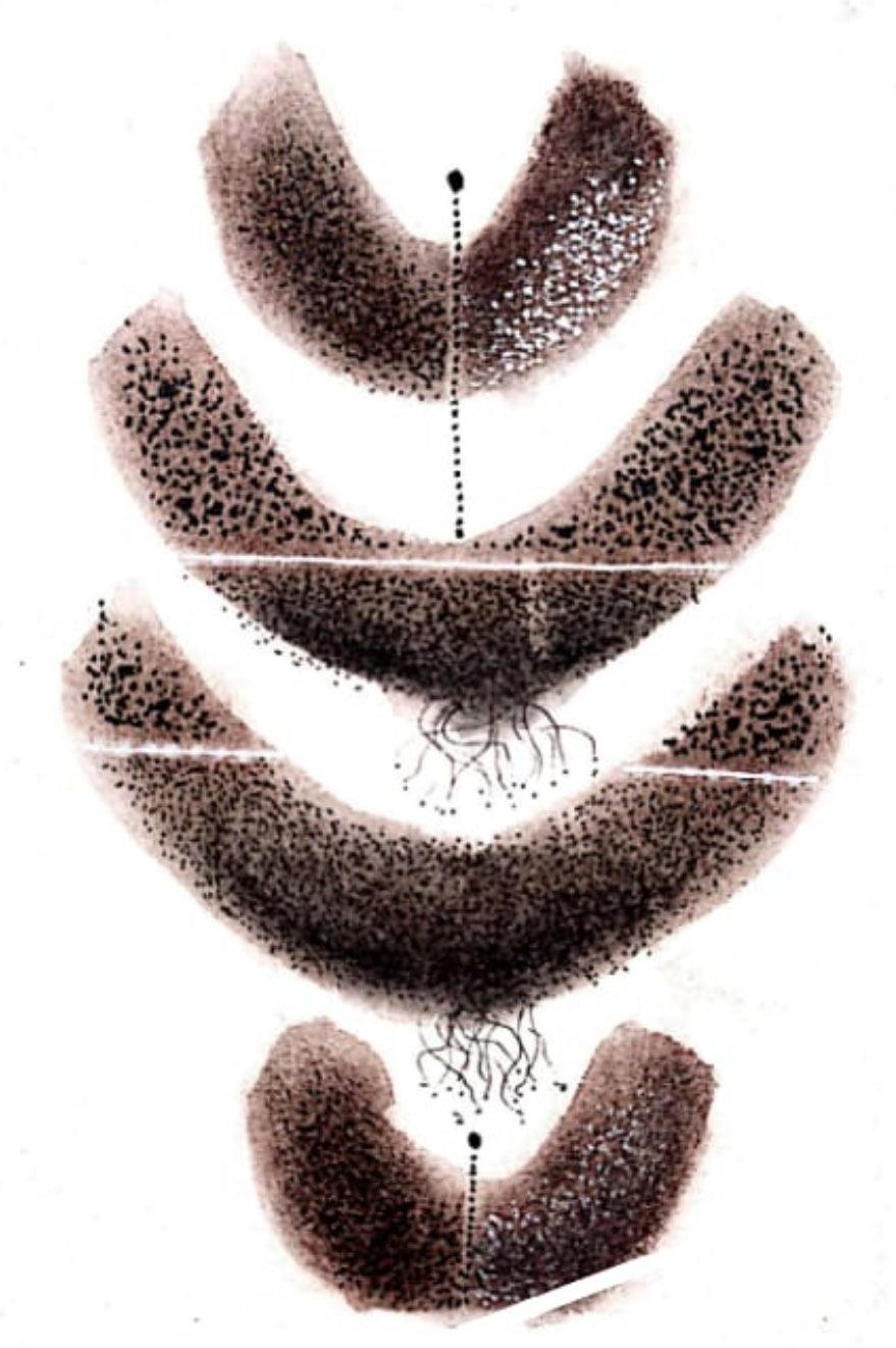 Abstract soft pastel drawing titled 'Untitled 14', 8x6 inches, by artist Trapti Porwal on Canson Sheet