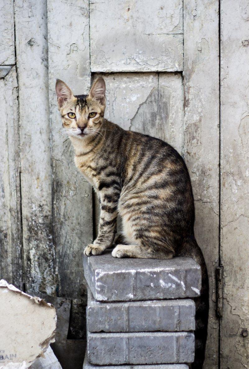 Animals photography titled 'City Cat', 17x11 inches, by artist Vishal Langthasa on