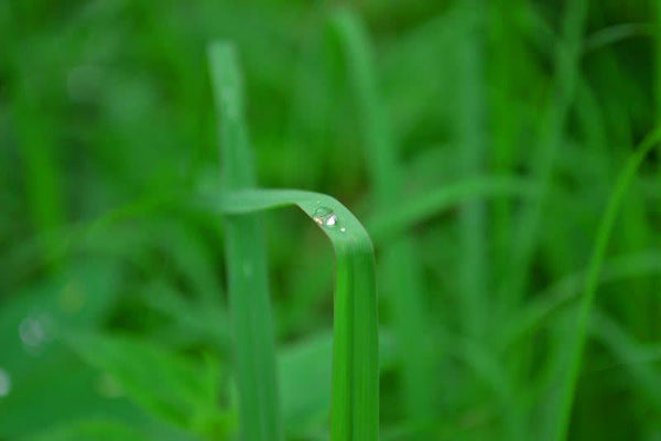Morning Dew On Grass Photography by Sharad Kandalkar | ArtZolo.com