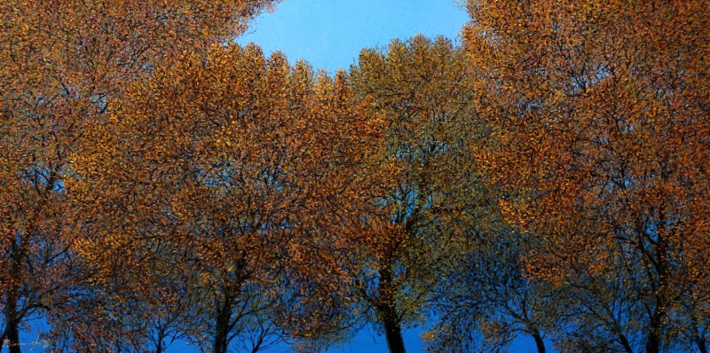 'New Beginning' nature oil painting by artist Pardeep Singh, 30x60 inch, on canvas