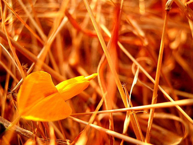 Nature photography titled 'Orange Grass', 11x15 inches, by artist Rohit Belsare on