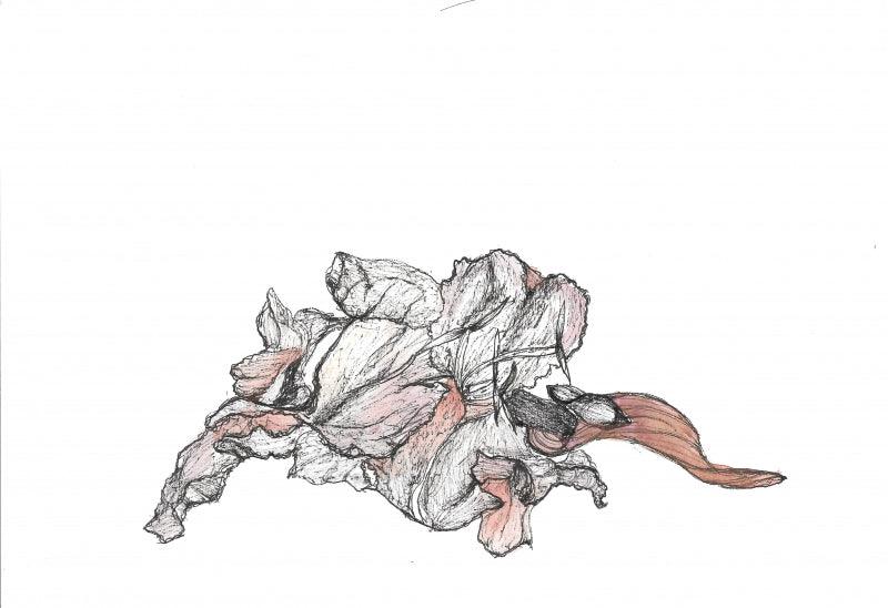 Nature archival ink drawing titled 'Palaash 5', 8x5 inches, by artist Shikha Baheti on acid free paper