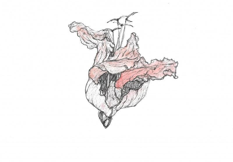 Nature archival ink drawing titled 'Palaash 6', 8x5 inches, by artist Shikha Baheti on acid free paper