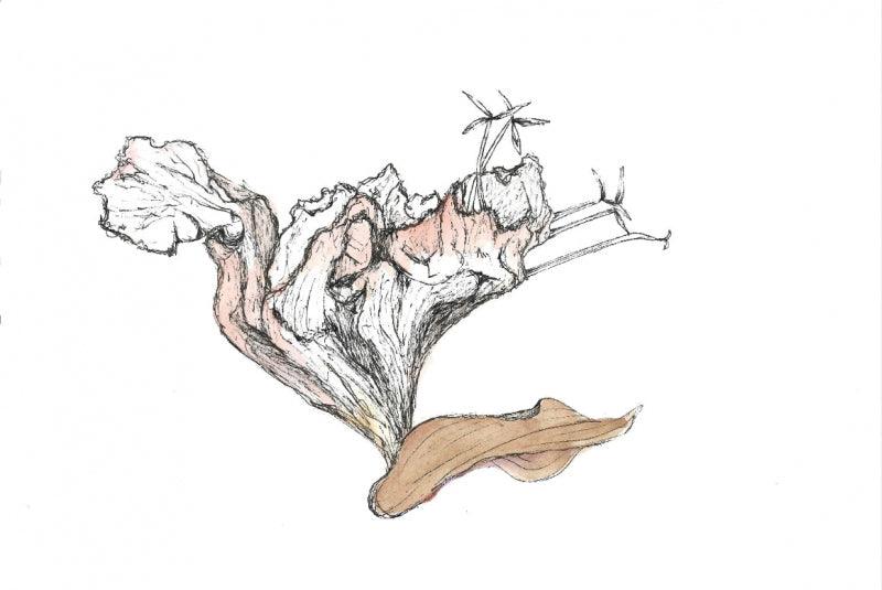 contemporary ink drawing titled 'Palaash Flame Of The Forest 2', 5x8 inches, by artist Shikha Baheti on Paper