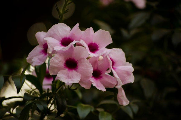 Pink Flowers Photography by Naveen Palanivelu | ArtZolo.com