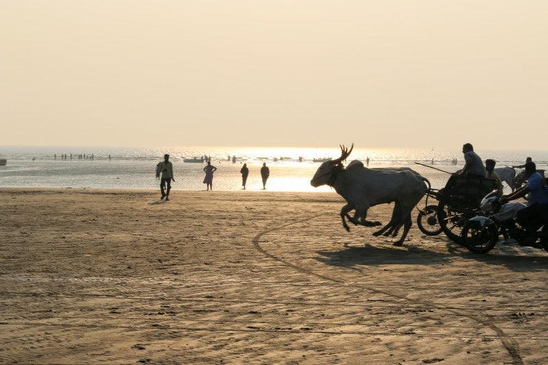 Animals photography titled 'Race', 11x17 inches, by artist Yash Bhanushali on