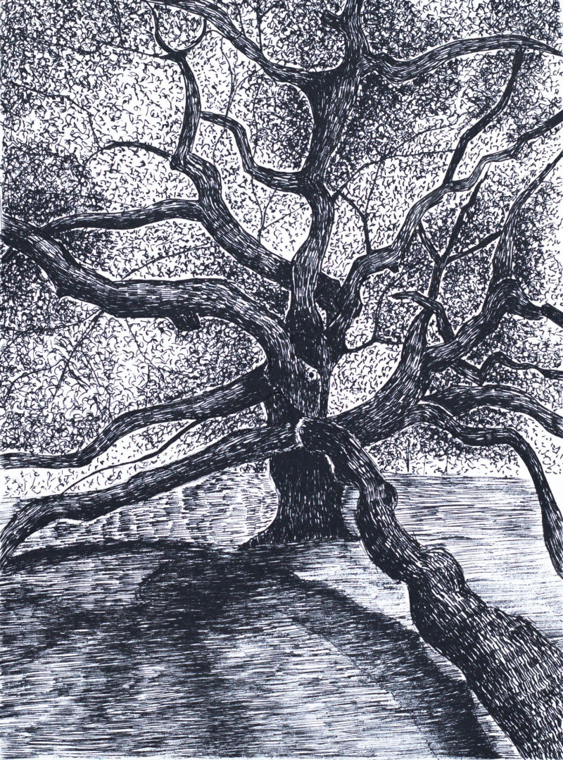 'Resting Canopy' nature ink drawing by artist Ankit Kushwaha, 8x6 inch, on paper