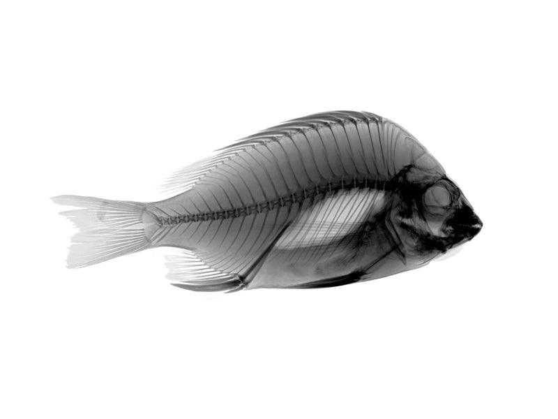 Animals photography titled 'Tilapia', 11x15 inches, by artist Amit Sheokand on
