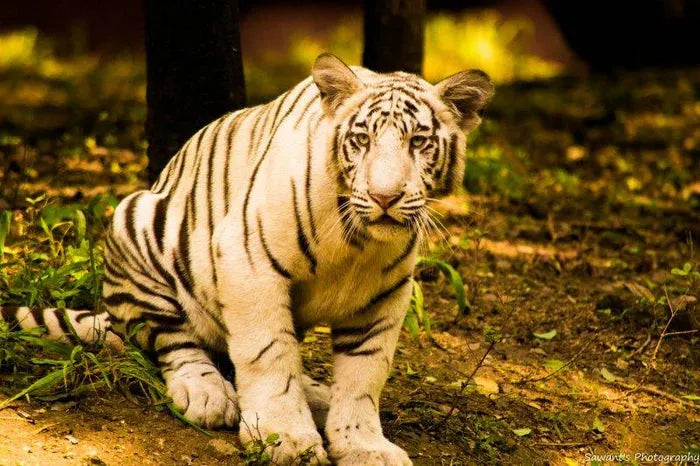 Art Prints Explained: Printing Techniques & Choosing Between Open and Limited Edition Art Prints