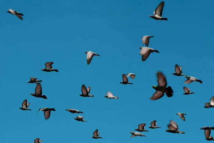 Captivating Digital Art Prints - Exclusive Collection Available for Sale Online