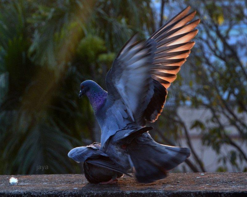 Jayasri Jana - Exclusive Collection Available for Sale Online