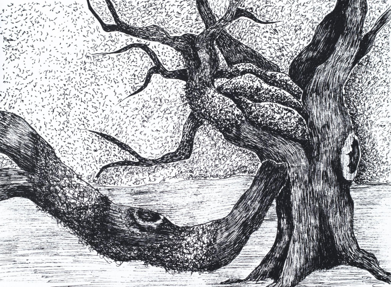 Tree Drawings & Sketches