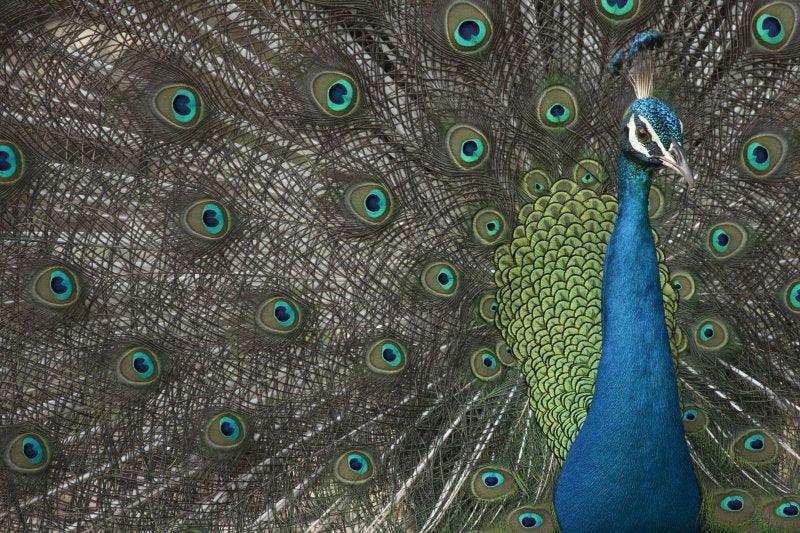 Praveen Pai - Exclusive Collection Available for Sale Online