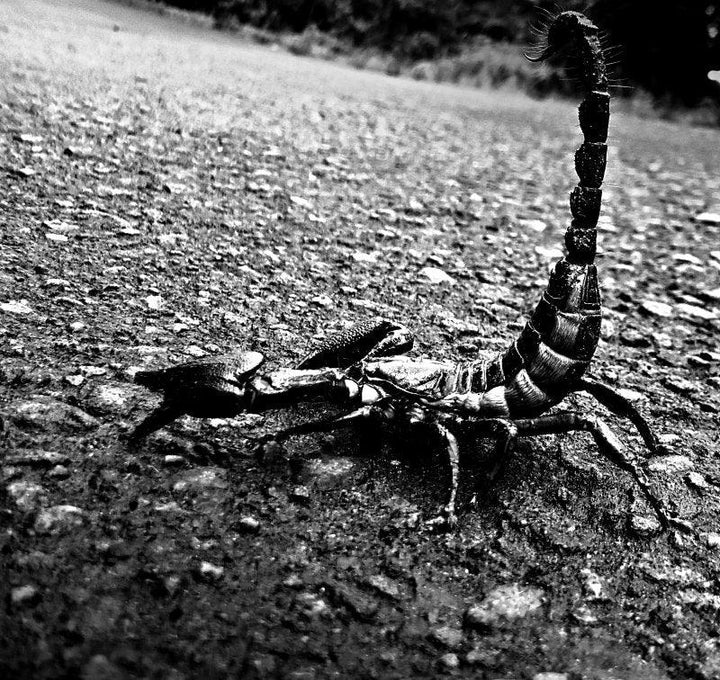 Agressive Scorpion Photography by Rahmat Nugroho | ArtZolo.com