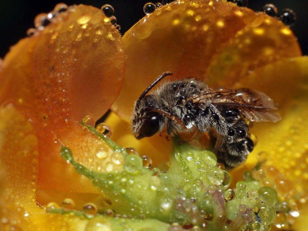 Bee Photography by Rainer Clemens Merk | ArtZolo.com
