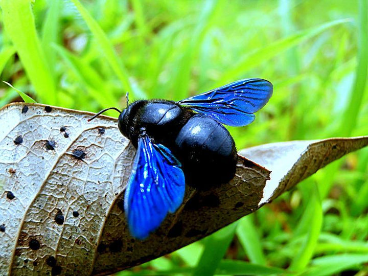 Beetle Blue Photography by Rohit Belsare | ArtZolo.com