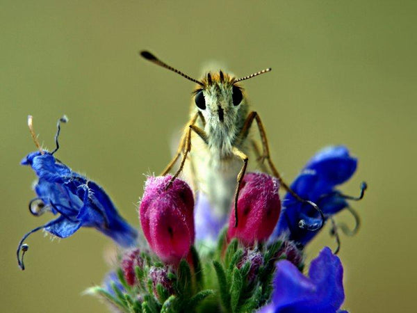 Butterfly On Flower Photography by Rainer Clemens Merk | ArtZolo.com