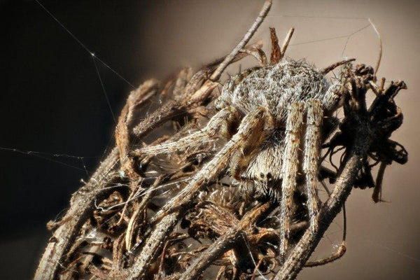 Camouflage Spider Photography by Rainer Clemens Merk | ArtZolo.com