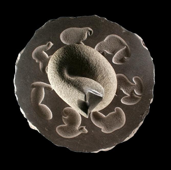 Animals sculpture titled 'Cat 1', 24x24x21 inches, by artist Prashant Bangal on Basalt Stone