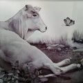 Animals pen drawing titled 'Cow', 18x28 inches, by artist Nagesh Devkar on Canson Paper