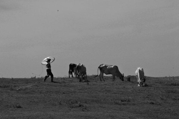 Cow Boys With Umbrella Photography by Rahmat Nugroho | ArtZolo.com
