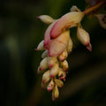 Nature photography titled 'Flowers', 17x11 inches, by artist Naveen Palanivelu on