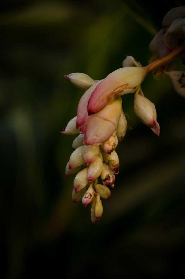 Flowers Photography by Naveen Palanivelu | ArtZolo.com