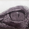 Animals etching drawing titled 'Focus', 24x20 inches, by artist Atul Bangal on Paper