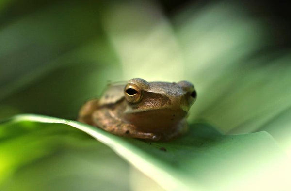Frog Is An Insect Eating Amphibian That Photography by Rahmat Nugroho | ArtZolo.com