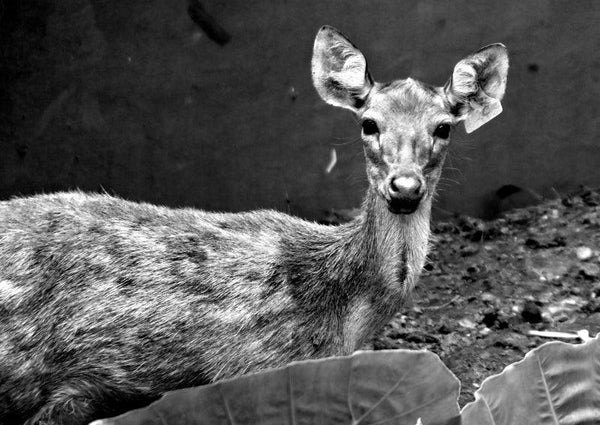 Funny Deer In Black And White Photography by Rahmat Nugroho | ArtZolo.com