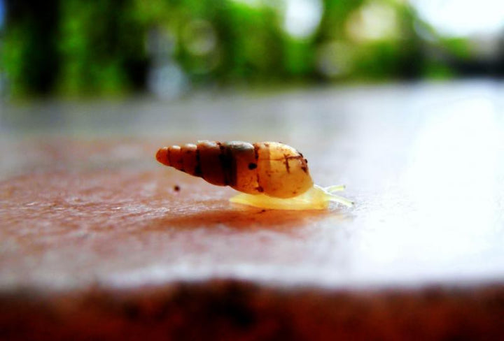 Larva Photography by Rohit Belsare | ArtZolo.com