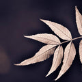 Nature photography titled 'Leaves', 11x17 inches, by artist Sawant Tandle on