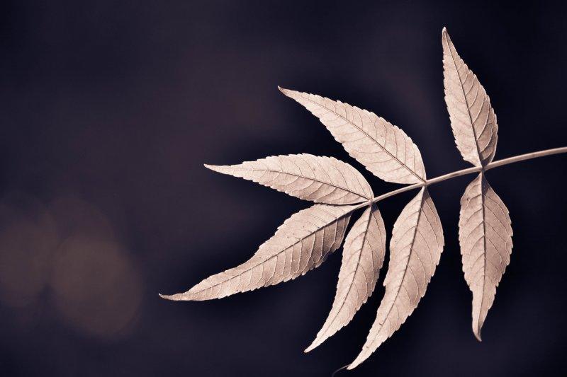 Nature photography titled 'Leaves', 11x17 inches, by artist Sawant Tandle on