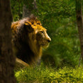 Animals photography titled 'Lion', 11x18 inches, by artist Sawant Tandle on