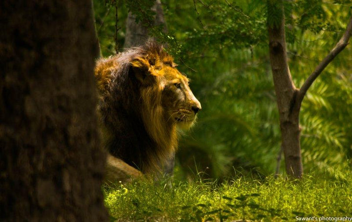 Lion Photography by Sawant Tandle | ArtZolo.com