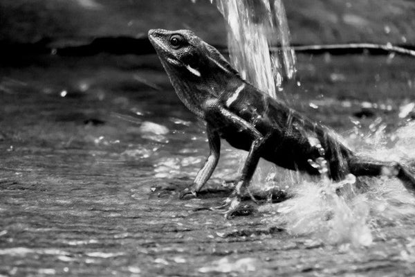 Lizard In Bw Photography by Rahmat Nugroho | ArtZolo.com