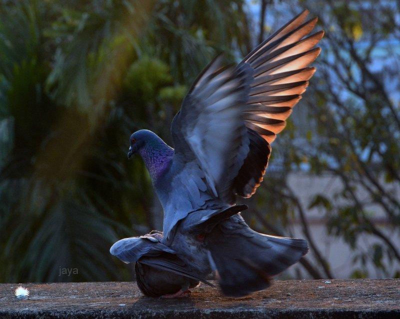 Other photography titled 'Love', 11x14 inches, by artist Jayasri  Jana on