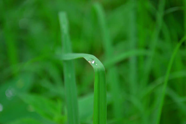 Morning Dew On Grass Photography by Sharad Kandalkar | ArtZolo.com