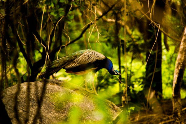 Peacock Photography by Sawant Tandle | ArtZolo.com