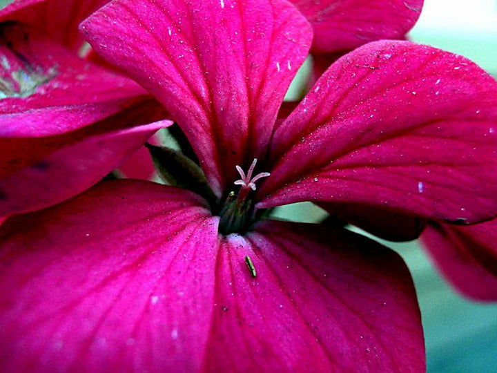 Pink Petals Photography by Rohit Belsare | ArtZolo.com