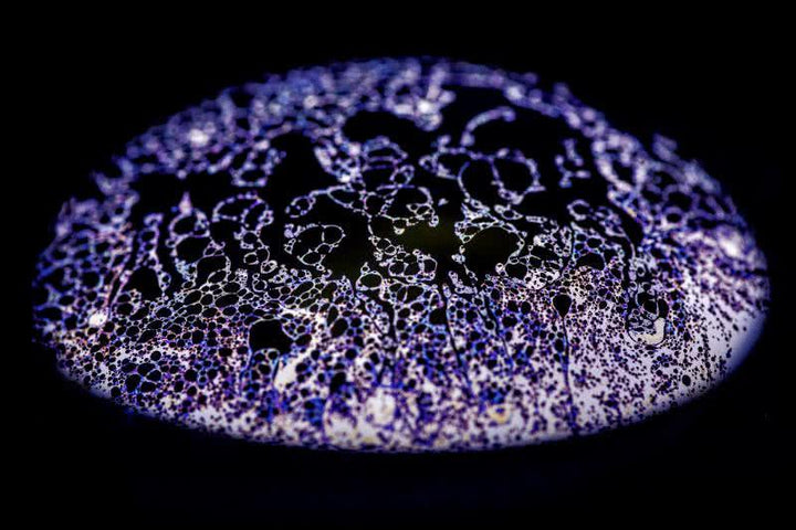 Purple Burst Photography by Pashminu Mansukhani | ArtZolo.com