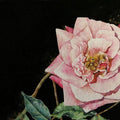 Nature watercolor painting titled 'Rose', 8x13 inches, by artist Anjana Sihag on Paper