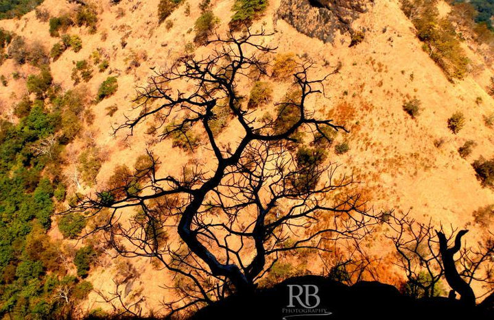Shadowed Tree Photography by Rohit Belsare | ArtZolo.com