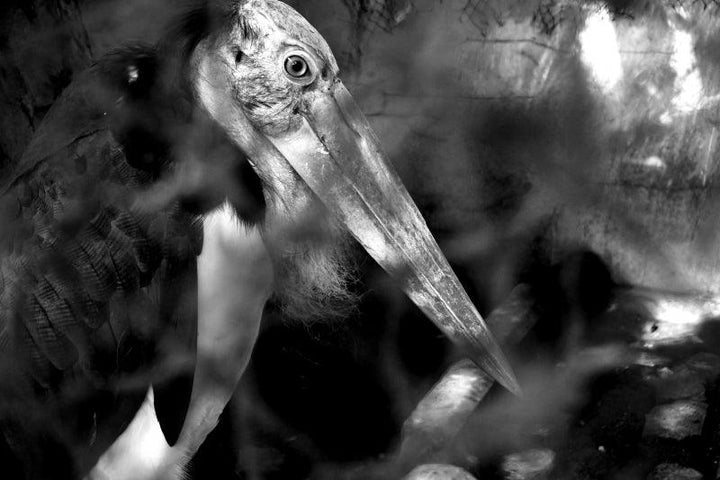 Sharp Bird Eye In Black And White Photography by Rahmat Nugroho | ArtZolo.com
