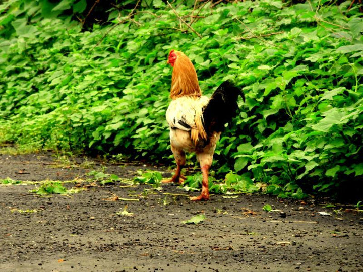 The Hen Photography by Rohit Belsare | ArtZolo.com