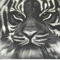 Animals charcoal painting titled 'Tiger ', 27x20 inches, by artist Preeti Ghule on Paper