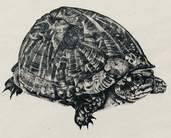 Tortoise Printmaking by Nagesh Goud | ArtZolo.com