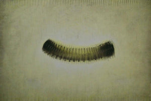 Untitled 2 (The Caterpillar's Journey) by Promod Gaikwad, Original Oil Abstract Painting on Canvas, X-Large Horizontal Wall Art
